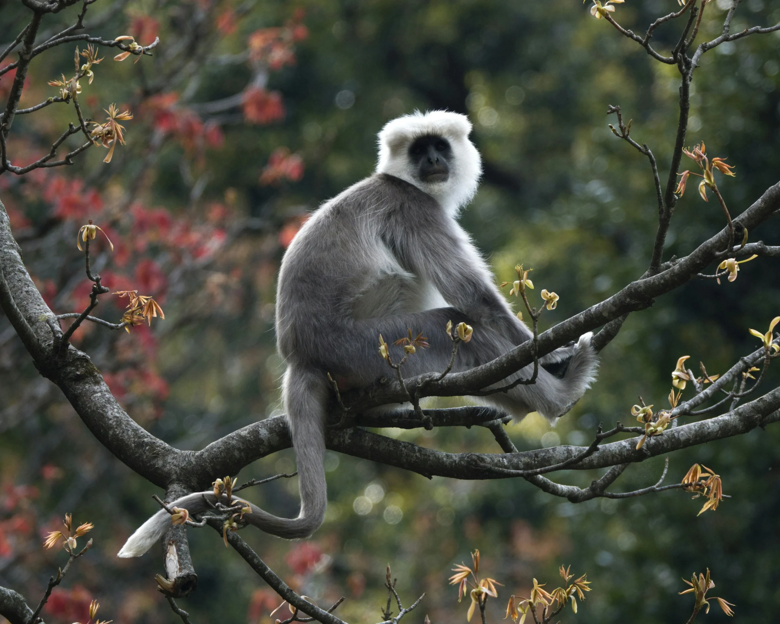 TREKKING VIETNAM’S OLDEST RAINFOREST: CÚC PHƯƠNG NATIONAL PARK EXPEDITION